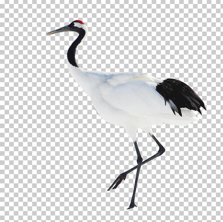 Red-crowned Crane Heshan PNG, Clipart, Animal, Beak, Celebrate, Chinese Lantern, Chinese Style Free PNG Download