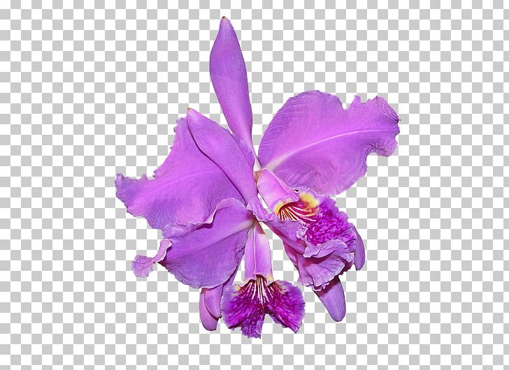 Crimson Cattleya Moth Orchids Flowering Plant PNG, Clipart,  Free PNG Download