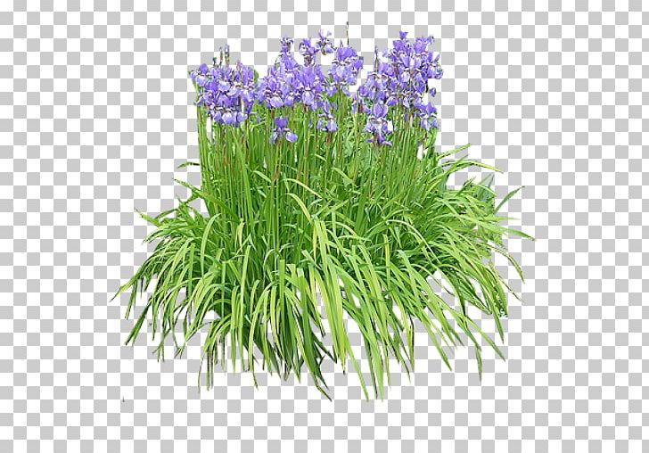 English Lavender Iris Pseudacorus Plant Shrub Orchids PNG, Clipart, Bellflower Family, Color, Cut Flowers, English Lavender, English Yew Free PNG Download