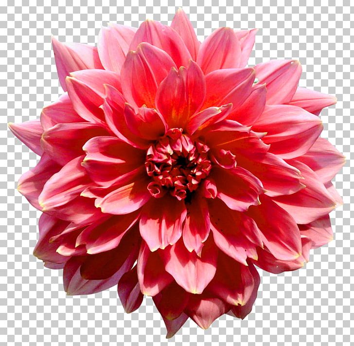 Flower Dahlia Photography PNG, Clipart, Anders Dahl, Chrysanths, Cut Flowers, Dahlia, Daisy Family Free PNG Download