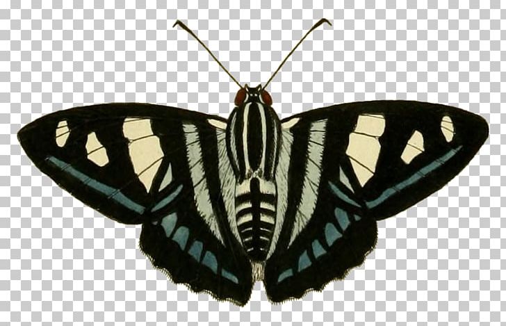 Nymphalidae Moth Butterfly PNG, Clipart, Arthropod, Brush Footed Butterfly, Butterfly, Cramer, Insect Free PNG Download