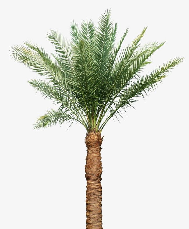 Palm Tree PNG, Clipart, Green, Leaf, Palm, Palm Clipart, Palm Clipart Free PNG Download