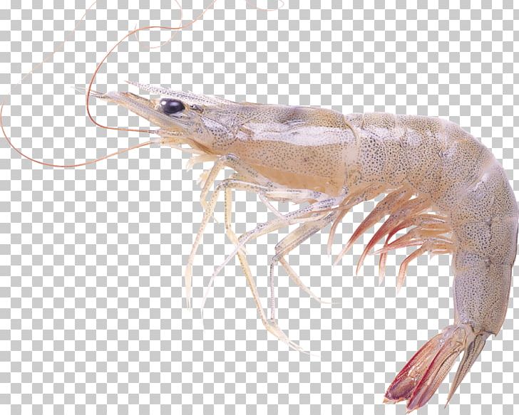 Chinese White Shrimp Prawn Caridean Shrimp PNG, Clipart, Animals, Animal Source Foods, Caridea, Crustacean, Decapoda Free PNG Download