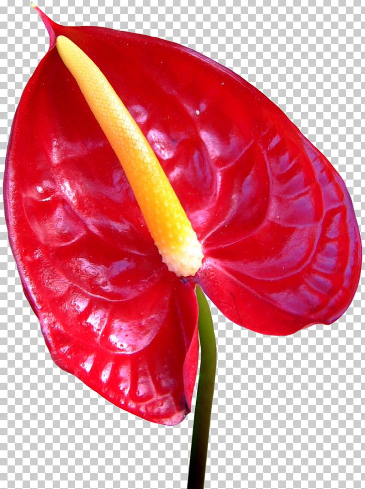 Red Photography Flower PNG, Clipart, Blog, Callalily, Collage, Cut Flowers, Digital Image Free PNG Download