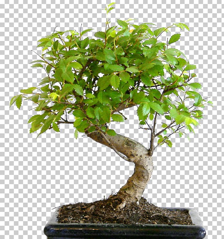 Bonsai Styles Tree Sageretia Theezans Flowerpot PNG, Clipart, Bonsai, Bonsai Styles, Bonsai Tree, Flowerpot, Garden Free PNG Download