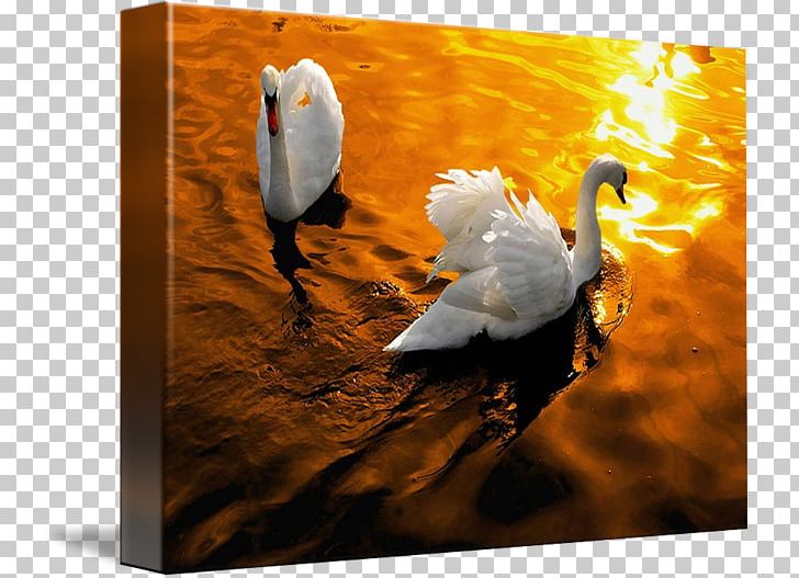 Cygnini Light Golden Hour Duck PNG, Clipart, Beak, Bird, Com, Cygnini, Duck Free PNG Download