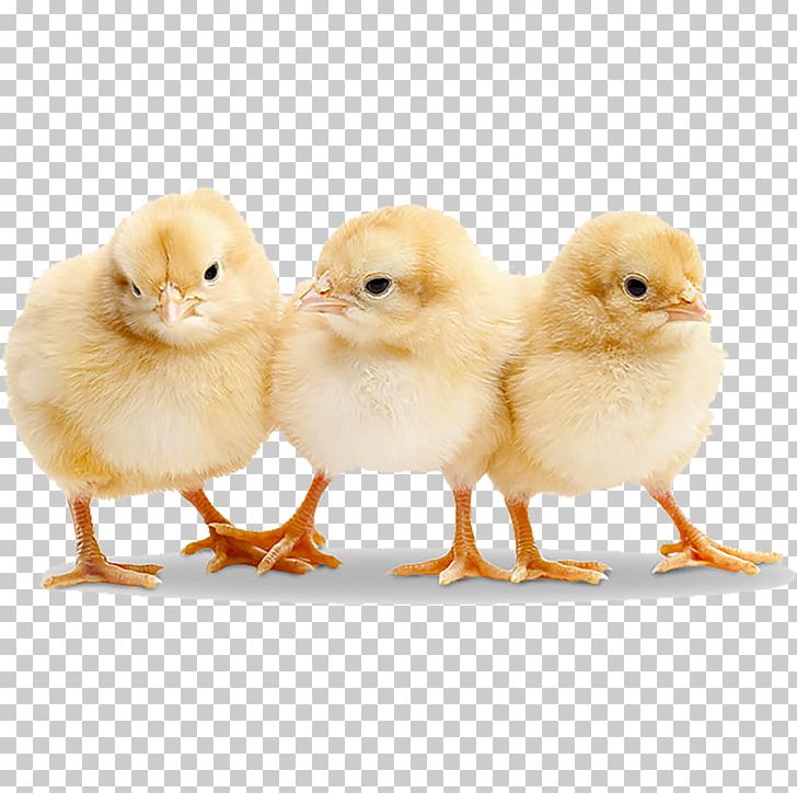 Orpington Chicken Infant Stock Photography Chicken Coop Farm PNG, Clipart, Animals, Beak, Bird, Chick, Chicken Free PNG Download