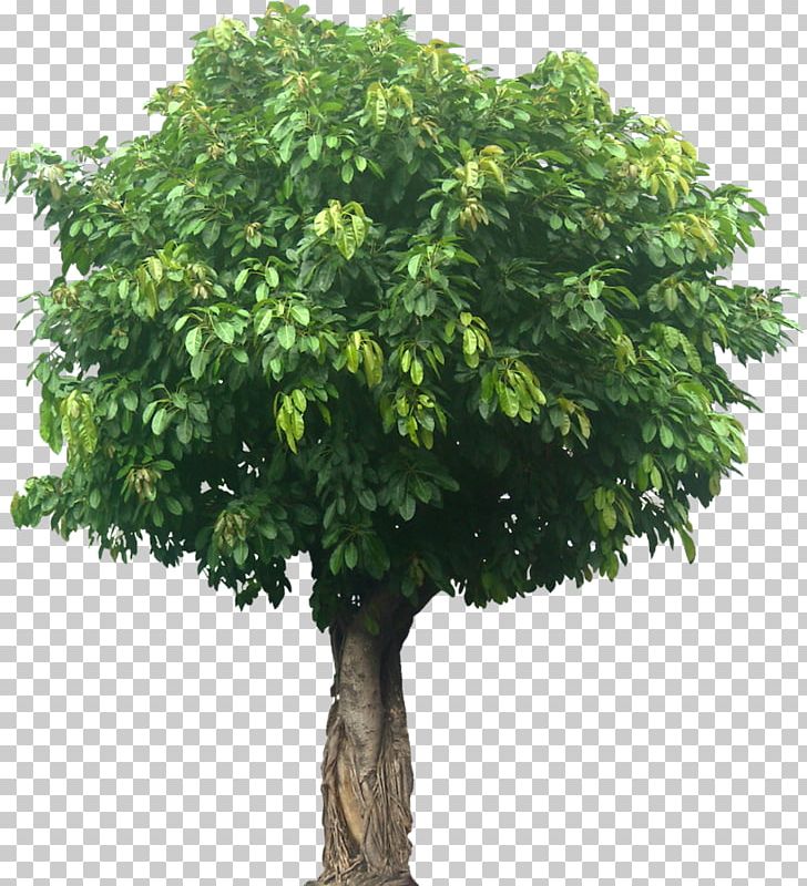 Populus Nigra Tree Landscape Architecture PNG, Clipart, Architectural Rendering, Architecture, Branch, Cottonwood, Flowerpot Free PNG Download