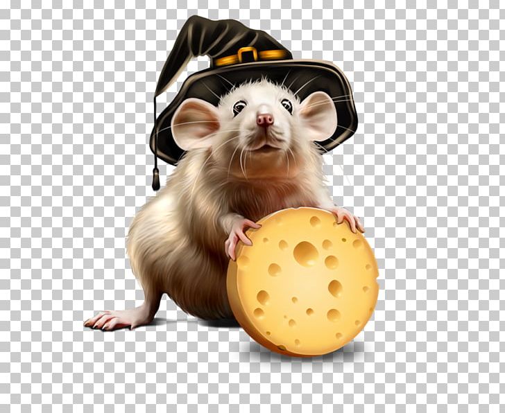 Rat Computer Mouse Centerblog Mus PNG, Clipart, Blog, Carnivoran, Centerblog, Common Opossum, Computer Mouse Free PNG Download