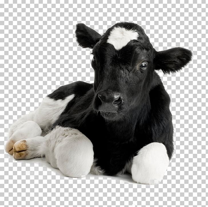 Calf Hereford Cattle Sheep Livestock Dehorning Stock Photography PNG, Clipart, Animal, Animals, Calf, Cattle, Cattle Like Mammal Free PNG Download
