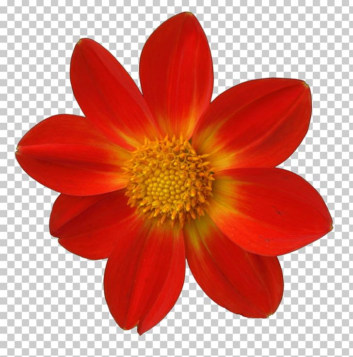 Flower Seed Bylina Phlox PNG, Clipart, 1 A, Ange, Bedding, Bylina, Chrysanths Free PNG Download