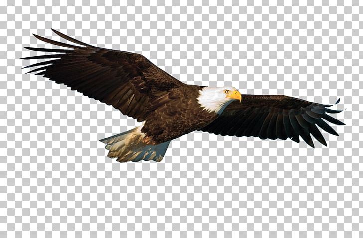 Rock Dove Bird Flight Parrot Hawk PNG, Clipart, Accipitriformes, Animal, Animals, Animal Sauvage, Bald Eagle Free PNG Download