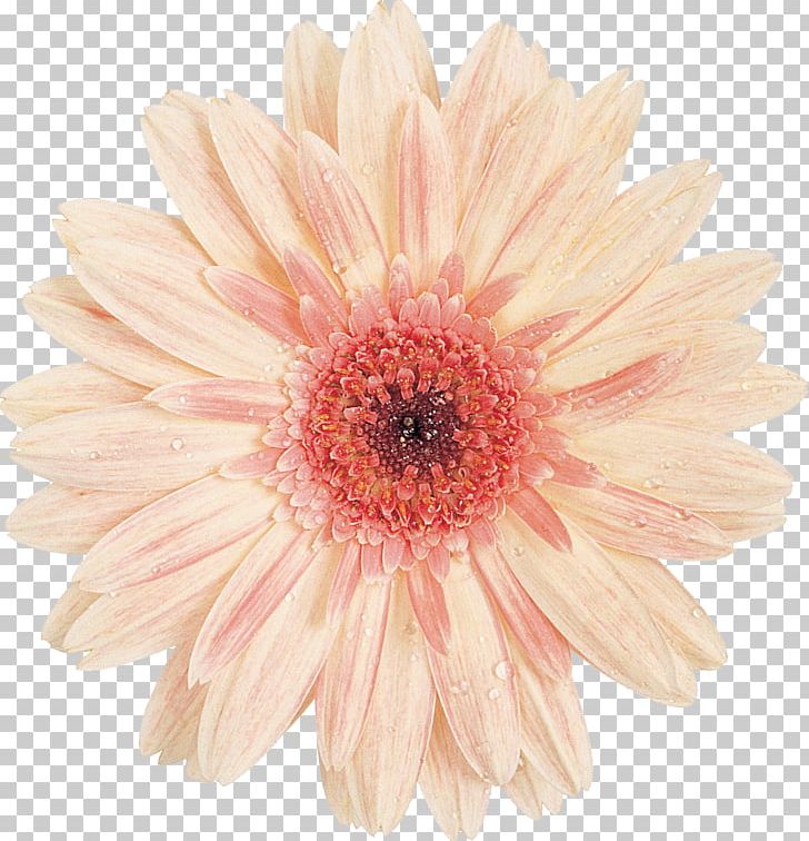Transvaal Daisy Cut Flowers Common Daisy Floristry PNG, Clipart, Argyranthemum Frutescens, Chrysanthemum, Chrysanths, Common Daisy, Cut Flowers Free PNG Download