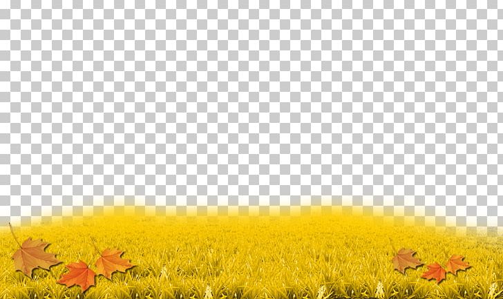 Yellow Sunflowers Sky Grasses PNG, Clipart, Autumn Harvest, Autumn Leaf, Autumn Leaves, Autumn Tree, Computer Free PNG Download