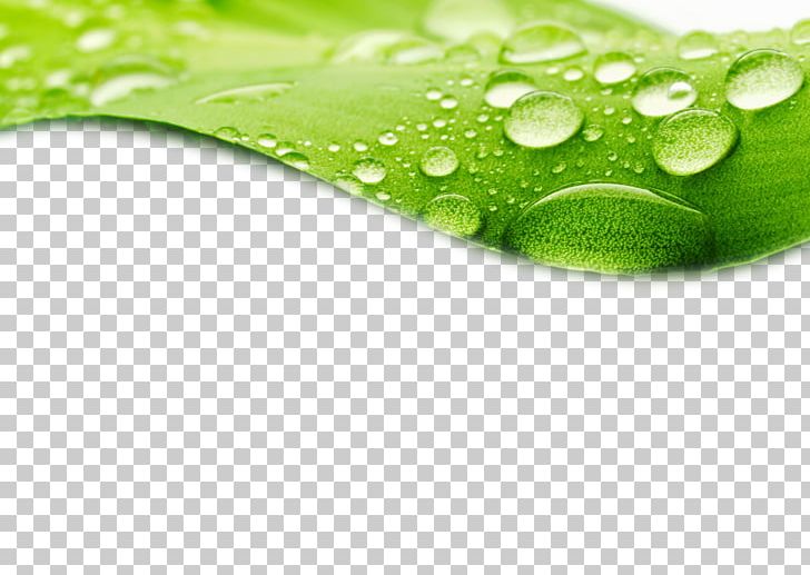 Dew Drop Leaf Stock Photography PNG, Clipart, Closeup, Dew On The Leaves, Display Resolution, Drop, Droplets Free PNG Download