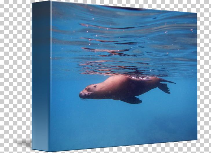 Sea Lion Walrus Underwater Dolphin PNG, Clipart, Animals, Aqua, Biology, Dolphin, Fauna Free PNG Download