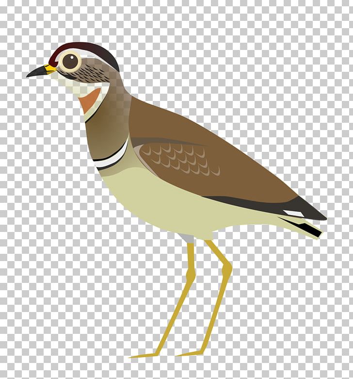 Wader Bird Jerdon's Courser Cream-colored Courser PNG, Clipart,  Free PNG Download