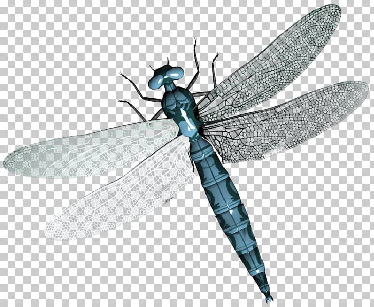 Dragonfly PNG, Clipart, Dragonfly Free PNG Download