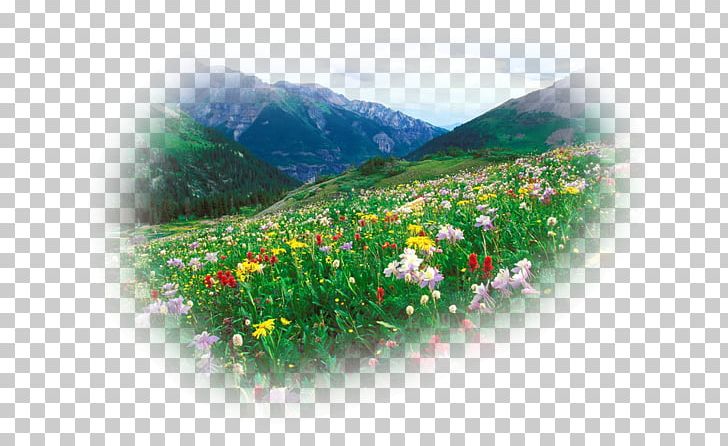 Flower Desktop Floral Design Colorado Music PNG, Clipart, Art, Colorado, Desktop Wallpaper, Flora, Floral Design Free PNG Download