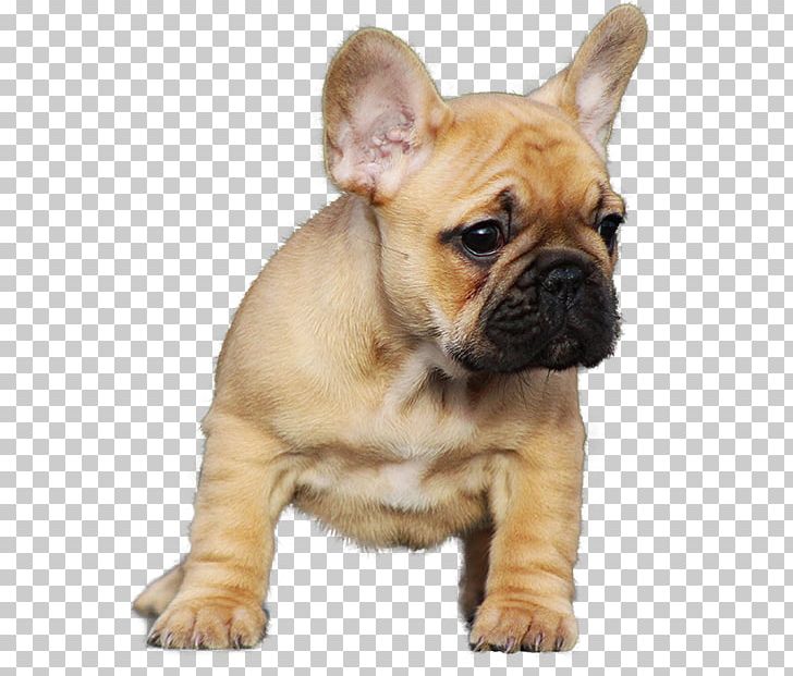 French Bulldog Staffordshire Bull Terrier Pug Puppy PNG, Clipart, Animals, Breed, Bulldog, Canidae, Carnivoran Free PNG Download
