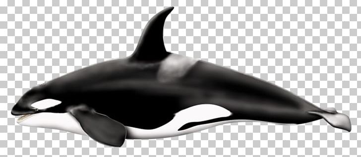 Killer Whale Fin Whale PNG, Clipart, Animal Echolocation, Animals, Blowhole, Cutout, Dolphin Free PNG Download