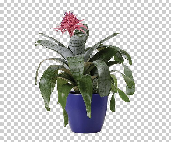 Aechmea Fasciata Cut Flowers Houseplant PNG, Clipart, Aechmea, Aechmea Fasciata, Bromeliad, Bromeliads, Connells Maple Lee Flowers Gifts Free PNG Download