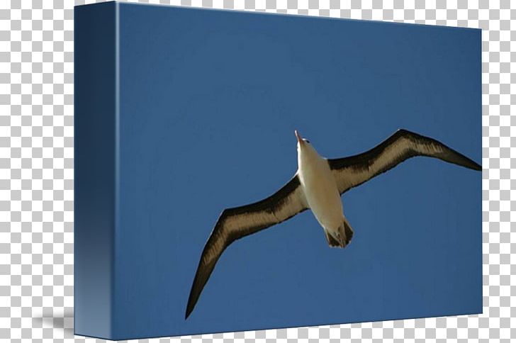 Beak Sky Plc PNG, Clipart, Beak, Bird, Blackbrowed Albatross, Fauna, Sky Free PNG Download