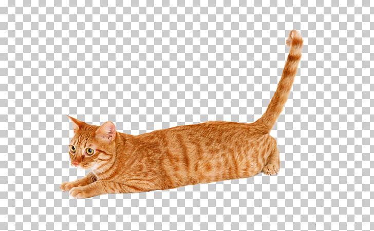 Maine Coon Tabby Cat Pet Tortoiseshell Cat PNG, Clipart, Animal, Animals, Bengal, California Spangled, Carnivoran Free PNG Download