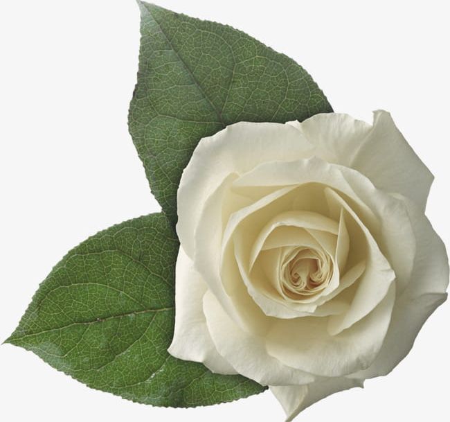 White Rose Leaf PNG, Clipart, Flowers, Green, Green Leaves, Leaf, Leaf Clipart Free PNG Download
