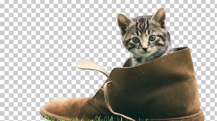 Kitten Cat Puppy Shoe PNG, Clipart, Animals, Bengal, Carnivoran, Cat Like Mammal, Color Free PNG Download