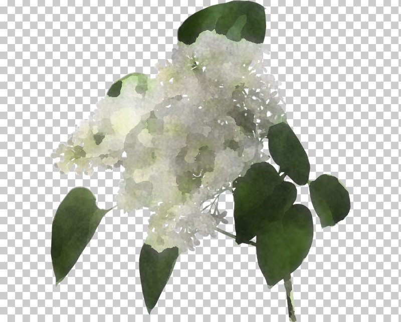 Flower White Plant Leaf Lilac PNG, Clipart, Cornales, Cut Flowers, Eucalyptus, Flower, Hydrangea Free PNG Download