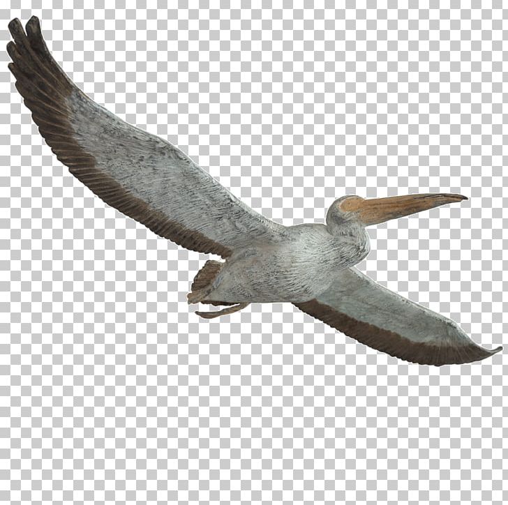 Beak Great White Pelican PNG, Clipart, Beak, Bird, Ceramic, Chrysiptera, Chrysiptera Parasema Free PNG Download