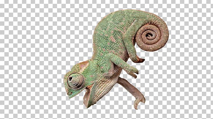 Chameleons Lizard Reptile PNG, Clipart, Animal, Animals, Chameleon, Chameleons, Creative Ads Free PNG Download