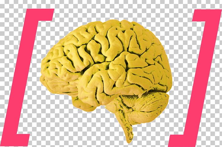 Human Brain Brain Stimulation Brain Damage PNG, Clipart, Brain, Brain Damage, Brainstem, Cannabinoid, Cerebellum Free PNG Download