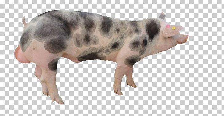 Pixe9train Duroc Pig Taihu Pig Domestic Pig Boar Taint PNG, Clipart, Animal, Animal Husbandry, Animals, Black, Black And White Free PNG Download