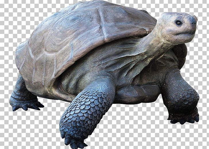 Turtle Galápagos Islands Reptile Galápagos Tortoise Giant Tortoise PNG, Clipart, African Spurred Tortoise, Animals, Chelonoidis, Chelydridae, Desert Tortoise Free PNG Download