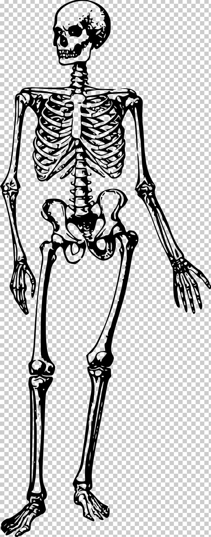 Human Skeleton Bone PNG, Clipart, Anatomy, Arm, Art, Black And White, Bone Free PNG Download