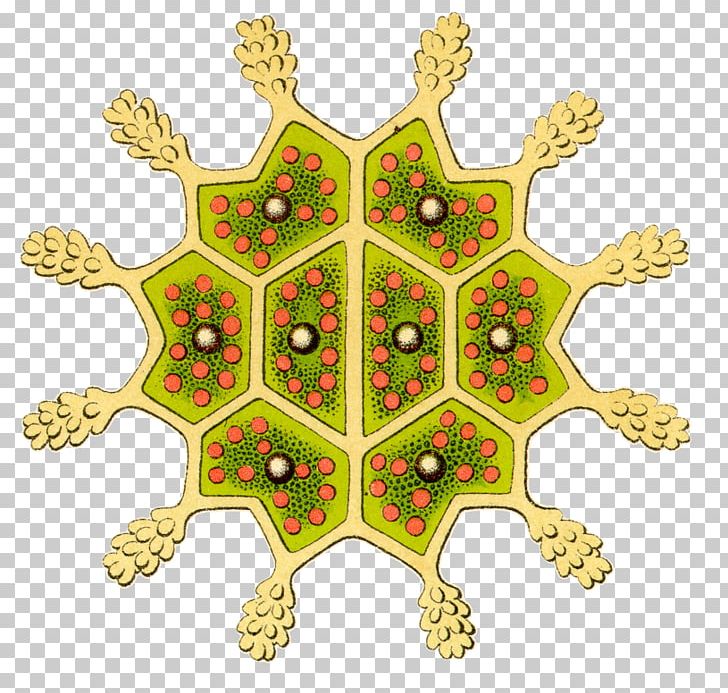 Art Forms In Nature Pediastrum Protozoa Biological Illustration PNG, Clipart, Art Forms In Nature, Biological Illustration, Ernst Haeckel, Flowering Plant, Fruit Free PNG Download