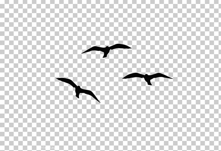 Beak Bird Migration Water Bird Human Migration Fauna PNG, Clipart, Animal Migration, Beak, Bird, Bird Migration, Black And White Free PNG Download