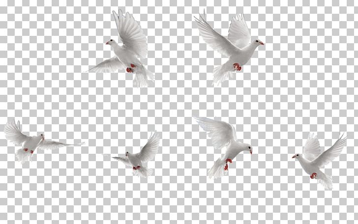 Bird Rock Dove Flight PNG, Clipart, Adobe Illustrator, Animals, Animation, Beak, Bird Free PNG Download
