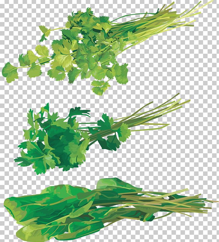 Coriander Parsley Dill Leaf Vegetable PNG, Clipart, Aquarium Decor, Clip, Condiment, Coriander, Dill Free PNG Download