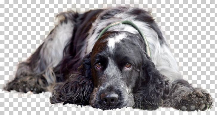 Field Spaniel American Cocker Spaniel English Cocker Spaniel American Water Spaniel Sussex Spaniel PNG, Clipart, American Cocker Spaniel, Breed, Carnivoran, Cocker Spaniel, Crossbreed Free PNG Download