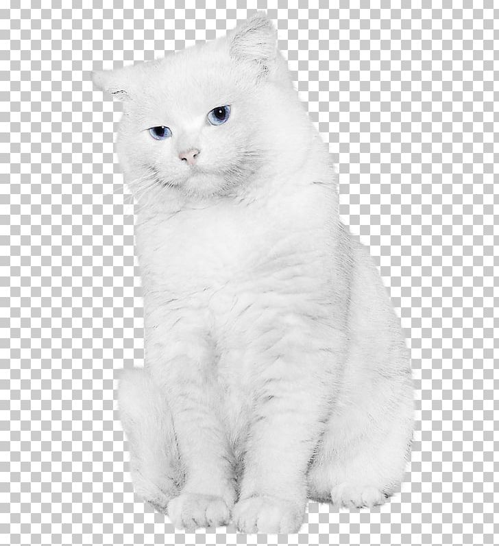 Kitten British Semi-longhair British Shorthair European Shorthair Turkish Van PNG, Clipart, Animals, British Semi Longhair, British Semilonghair, British Shorthair, Carnivoran Free PNG Download