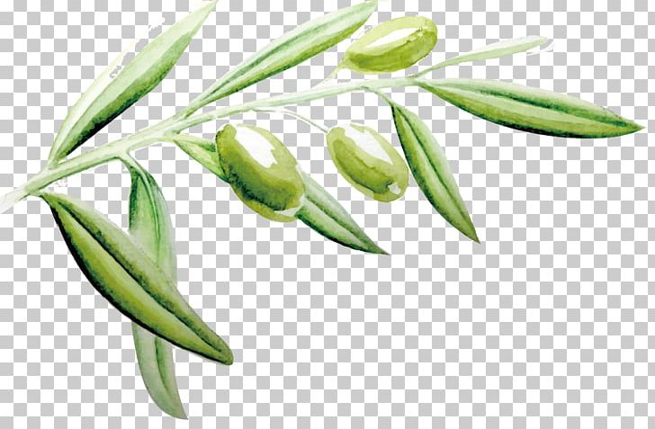 Painted Olive Leaf PNG, Clipart, Cartoon, Flower, Green, Green Leaf, Hand Painted Free PNG Download