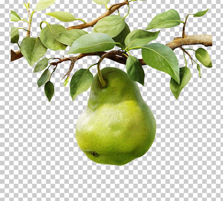 Pear Dietary Supplement B Vitamins Food PNG, Clipart, Apple Fruit, Branches, Citrus, Computer Icons, Dietary Supplement Free PNG Download