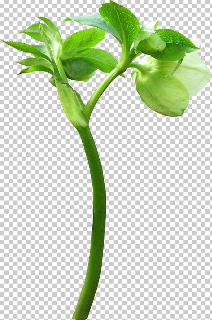 Bud Flower Plant Leaf PNG, Clipart, Bud, Cut Flowers, Data Compression, Digital Image, Flower Free PNG Download
