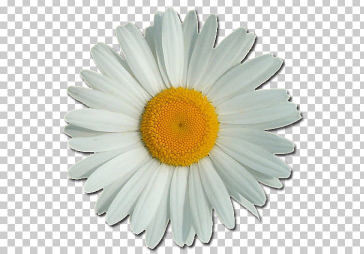 Common Daisy Flower PNG, Clipart, Animation, Aster, Chamomile, Chrysanths, Common Daisy Free PNG Download