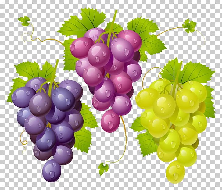 Common Grape Vine Wine Graphics PNG, Clipart, Common Grape Vine, Drawing, Encapsulated Postscript, Flowering Plant, Food Free PNG Download