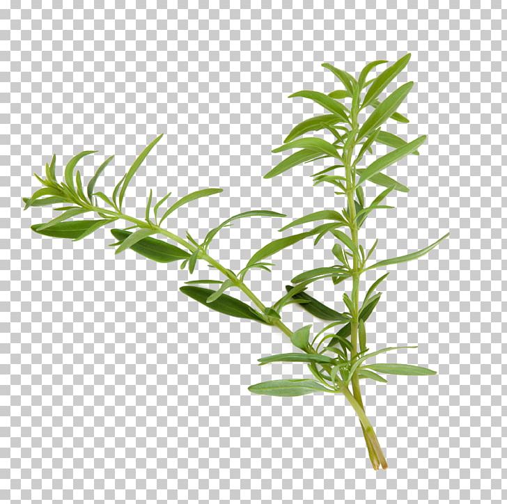 Hyssop Plant Herb Agastache Foeniculum Common Wormwood PNG, Clipart, Agastache Foeniculum, Anise, Common Wormwood, Fennel, Food Drinks Free PNG Download