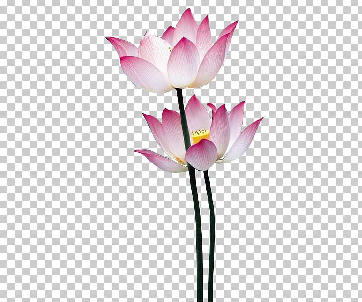Nelumbo Nucifera Falun Gong PNG, Clipart, Aquatic Plant, Artificial Flower, Bud, Cut Flowers, Download Free PNG Download